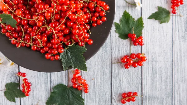 Grosella roja madura con flores de manzanilla — Foto de Stock