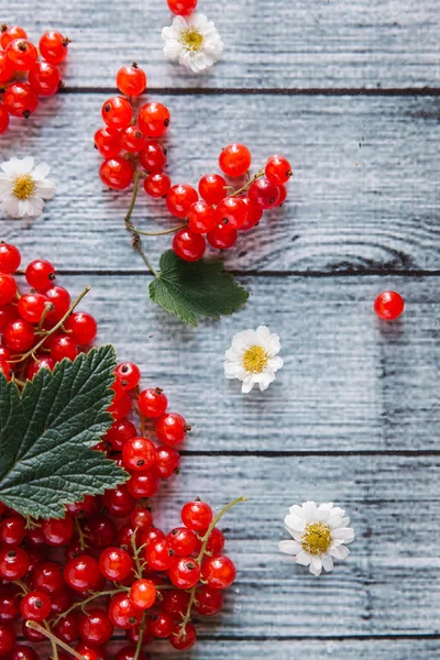 Grosella roja madura con flores de manzanilla —  Fotos de Stock