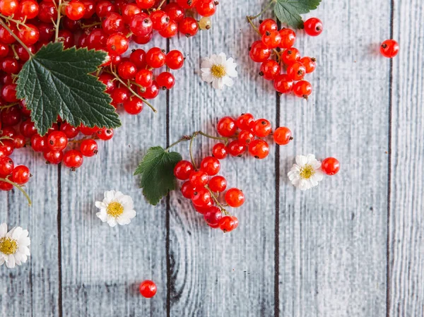 Grosella roja madura con flores de manzanilla — Foto de Stock