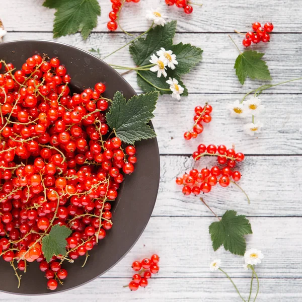 Grosella roja madura con flores de manzanilla —  Fotos de Stock