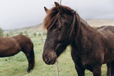 güzel kahverengi at 