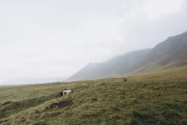 Paarden grazen op weide — Stockfoto