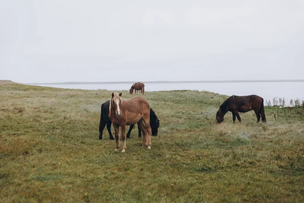 Konie pasące się na łące — Zdjęcie stockowe