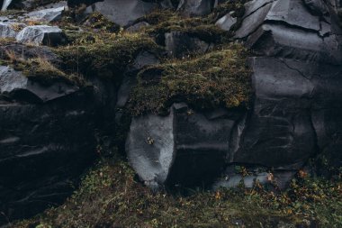 Yosun kaplı lav alanı