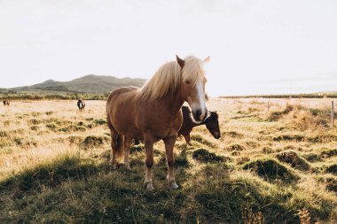 alanında otlatılması atlar