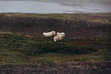 alanında otlatılması koyun