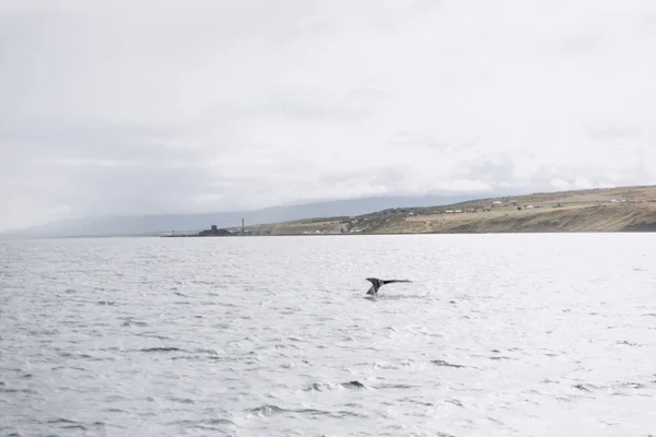Хвостовой плавник горбатого кита — стоковое фото
