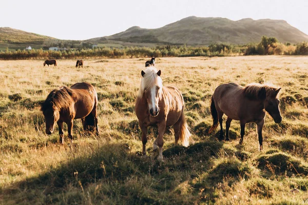 Çayır üzerinde otlatma atlar — Stok fotoğraf
