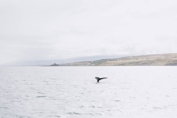 Tail fin of humpback whale 