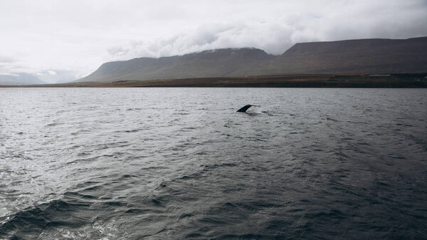 Tail fin of humpback whale 