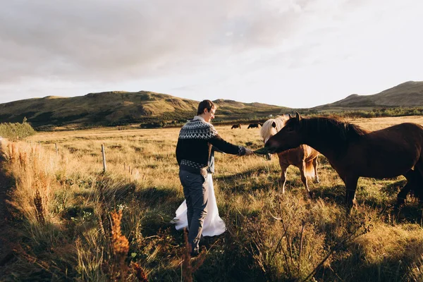 Jovem Casal Alimentando Cavalos Bonitos Campo — Fotografia de Stock