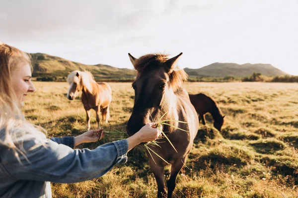 Jovem Mulher Alimentando Cavalos Bonitos Campo — Fotografia de Stock