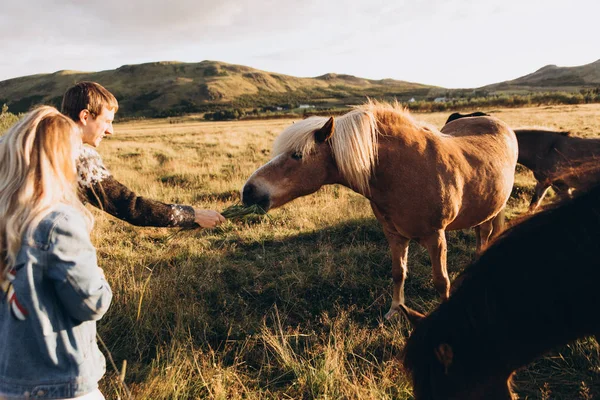 Jovem Casal Alimentando Dois Cavalos Bonitos Prado — Fotografia de Stock