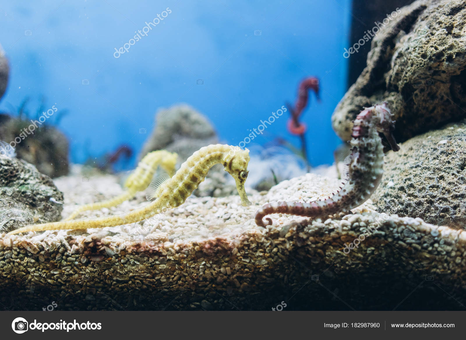 exotic seahorses