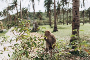 küçük maymun adası mavi gökyüzü üzerinde olan ağaçlar tropikal yakın çekim