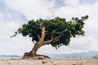 adada mavi gökyüzü ile tropik ağaç Close-Up