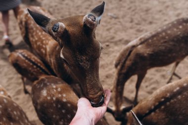 Geyikler dışında beslenme insan görünümünü kırpılmış