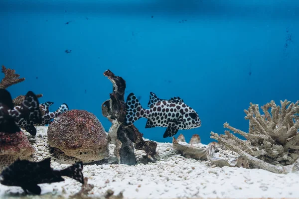 Poissons Exotiques Nageant Près Des Coraux Dans Aquarium — Photo