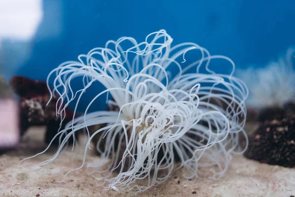 Detaljvy Exotiska Koraller Akvarium Med Sand — Stockfoto