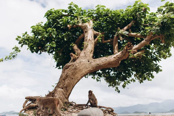 Närbild Tropiska Träd Med Liten Apa Blå Himmel — Stockfoto