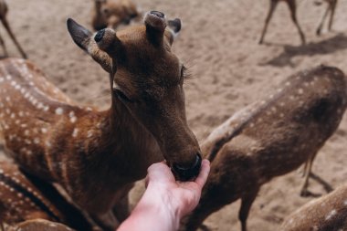 Cropped view of kind man feeding deers outside clipart