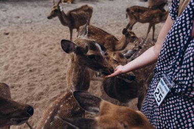 Kadın parkta genç geyik besleme görünümünü kırpılmış