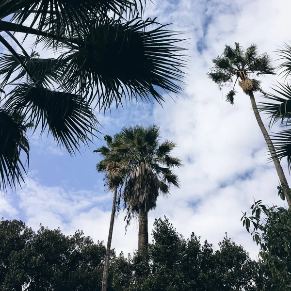 Vista Inferior Palmeras Contra Cielo Azul Con Fondo Nubes —  Fotos de Stock