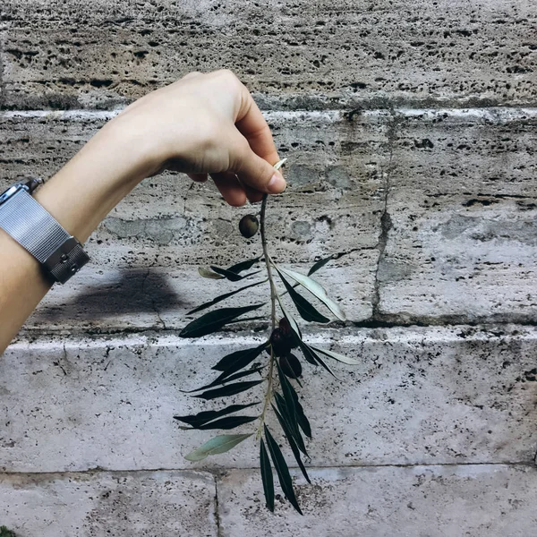 Vista Cortada Mão Feminina Segurando Pequeno Galho Fundo Parede Cinza — Fotografia de Stock