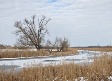 Ağaçlı bahar manzarası, buzdan eriyen nehir, eriyen yamalar ve kuru sazlıklar. Doğanın uyanışı.