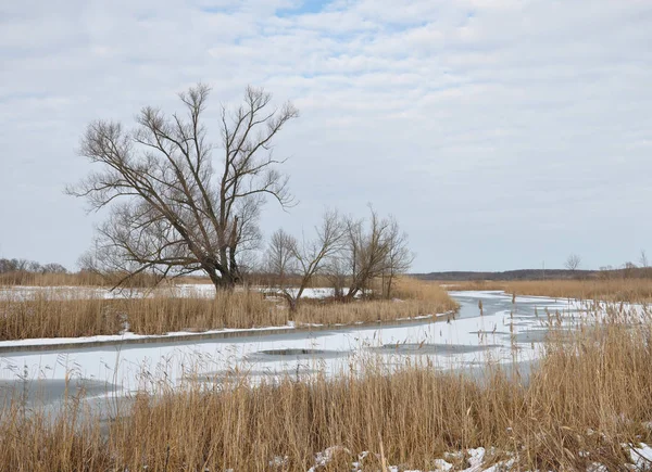Ağaçlı bahar manzarası, buzdan eriyen nehir, eriyen yamalar ve kuru sazlıklar. Doğanın uyanışı.