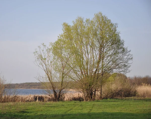 Spring landscape with a tree with young foliage, green grass and a lake — Stok fotoğraf