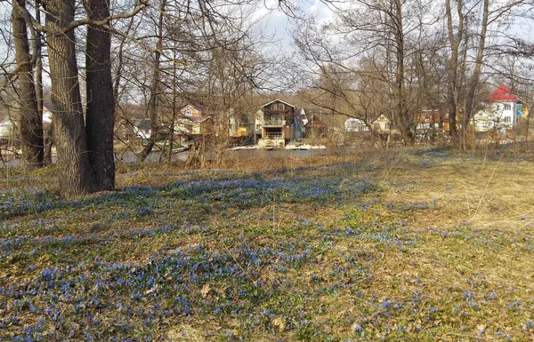 Spring landscape with a forest glade strewn with the first spring flowers.Blue squill . — Stock Photo, Image