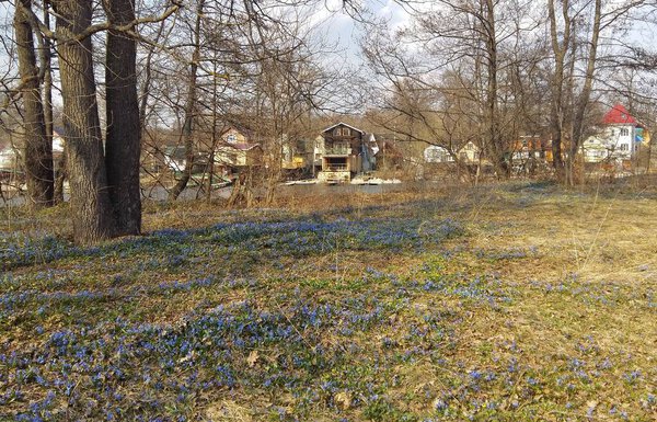 Spring landscape with a forest glade strewn with the first spring flowers.Blue squill .