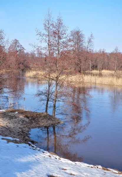 Spring scenery with an alder tree with red aiglets,river and remnants of snow on a clear sunny day.