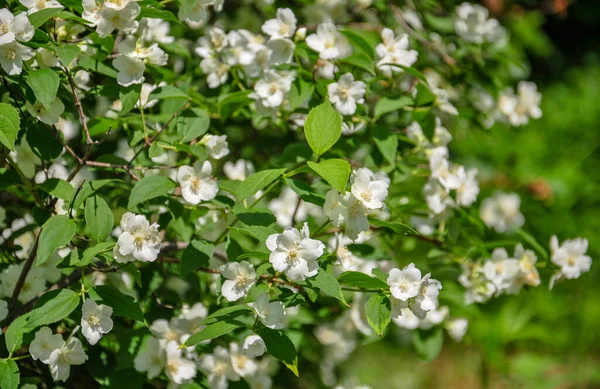 Las ramas verdes de un arbusto cubierto de pequeñas flores blancas.Primer plano — Foto de Stock