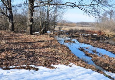 Güneşli bir günde eriyen kar örtüsünden oluşan kar ve su birikintilerinin kalıntılarıyla ormandaki bahar sahnesi.