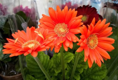 Üç parlak renkli kırmızımsı gerber. Yakın plan.