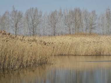 Bir gölü olan bahar sanatsal manzarası, sarı kuru sazlıklar, huş ağaçları ve gökyüzü