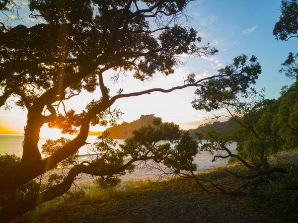Soluppgången Genom Pohutukawa Träd Nya Chums Beach Coromandel Peninsula Nya — Stockfoto