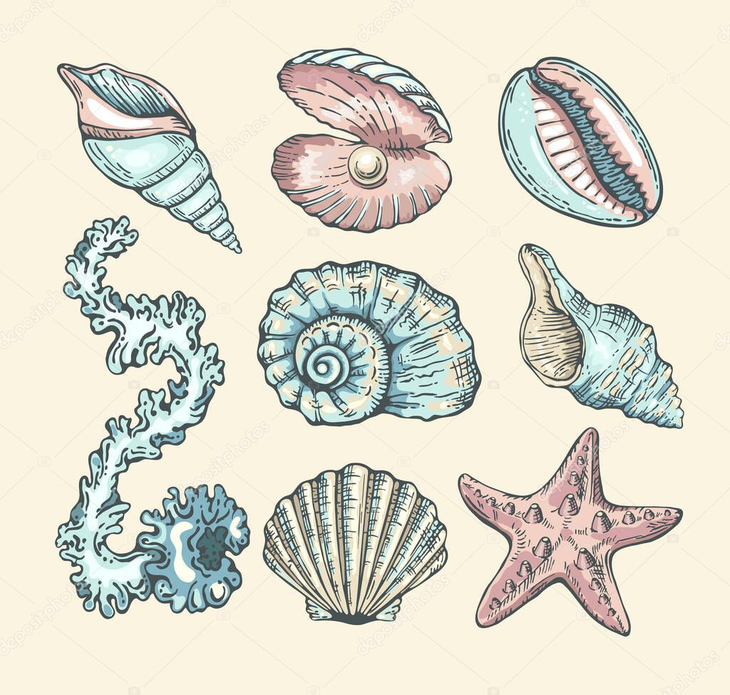 Vector cartoon set with seashells, pearl, seaweed and starfish. Vector collection in sketch style for your design. Isolated on white background.