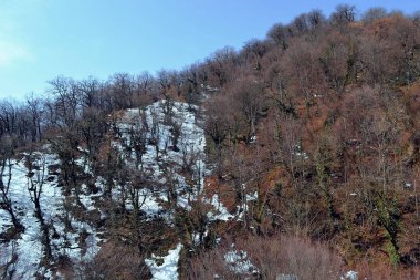 Dağın yamacındaki orman. Dağda kar neredeyse eriyordu..