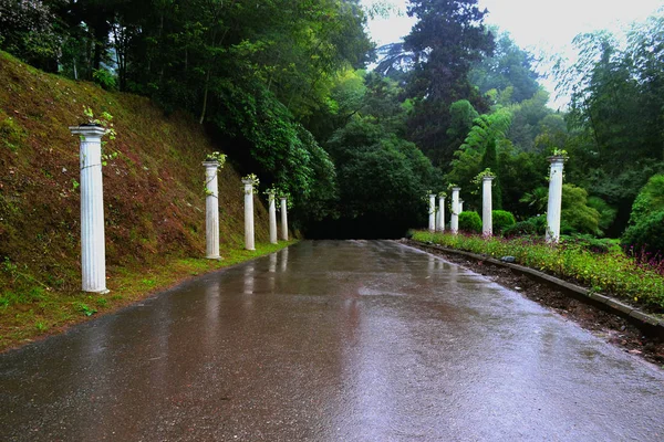 Georgia, Batumi 'deki botanik bahçesinde sütun yolu.. 