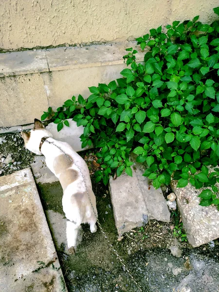Собака на поводке гуляет где-то рядом с зеленым кустом — стоковое фото