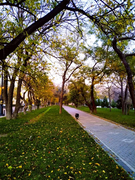 阿塞拜疆巴库的黄绿色公园 秋天的叶子落在地上 — 图库照片