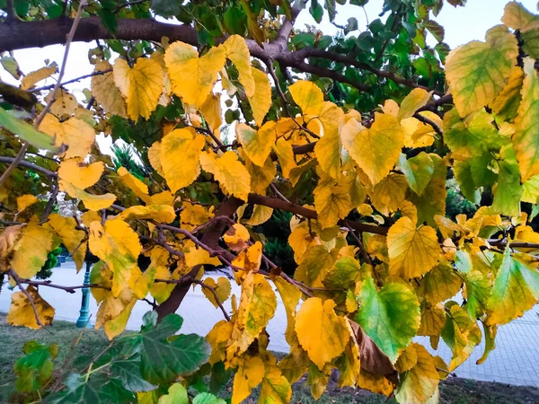 Der Zweig der gelben und grünen Blätter im Park — Stockfoto