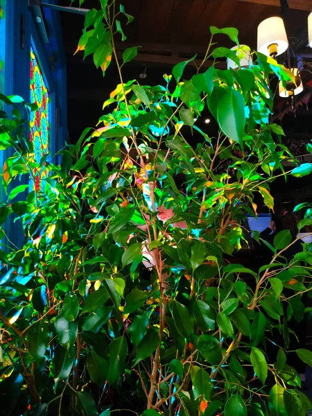 Flower with green leaves and with the reflection from the stained-glass