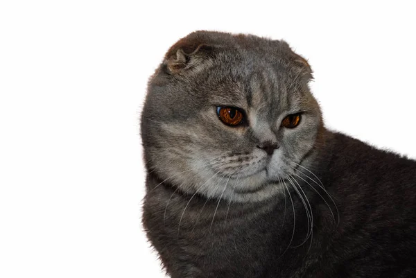 Evcil kedi. İskoç soyu. Gri kedi beyaz arka planda izole edilmiş.