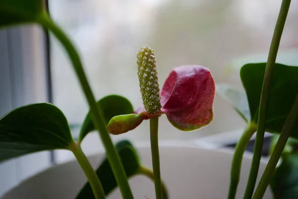 Spatthiphyllum bitkisine yakın çekim. Spath ya da barış zambakları olarak da bilinir..