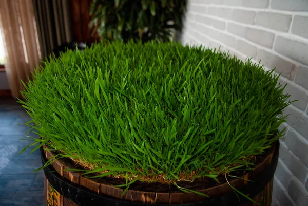 Fıçının üzerindeki semeni parçası. Fıçının üzerinde kocaman bir semeni. Ot fıçıda. Çember şeklinde çimenler. Çim tohumu. Novruz Tatili için Semeni.