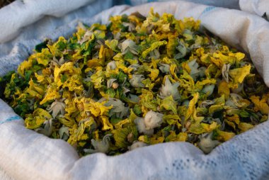 Althaea officinalis 'e yakın çekim, ya da köydeki yerel bir markette beyaz bir torbada marsh-mallow bitkisi. Kurutulmuş ot ve baharat dükkanı. Tıbbi tedavi için şifalı bitkiler. Azerbaycan 'ın köylerini keşfetmek